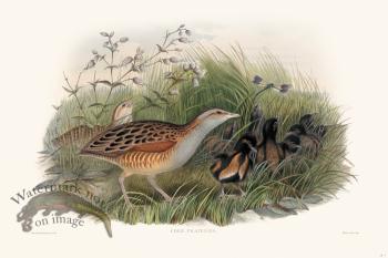 Gould Shore Bird 009